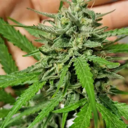Strawberry Shortcake Auto