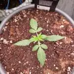 CBD 20:1 Auto