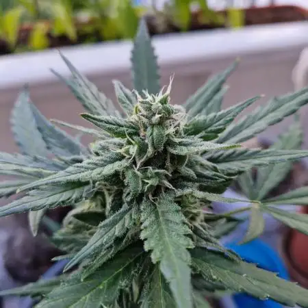 Forbidden Fruit Auto