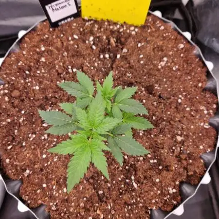 Permanent Melons Fem Photo