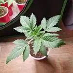 Gorilla Melon
