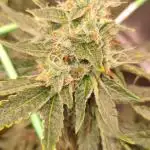 OG Kush Fem Photo