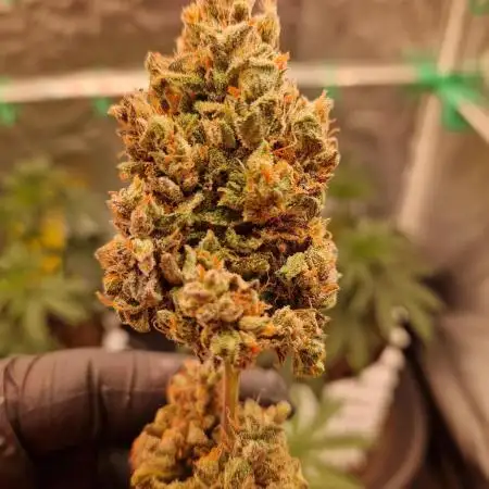 Forbidden Fruit Auto
