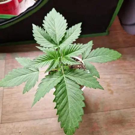 Lemon Mandarin