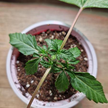 Blucci OG