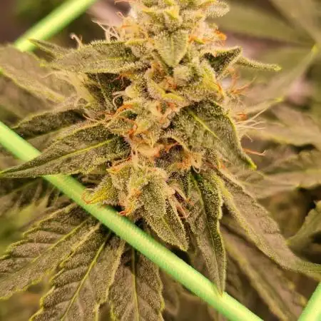 OG Kush Fem Photo