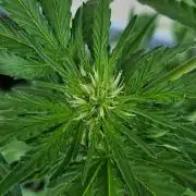 Chemical Candy Auto