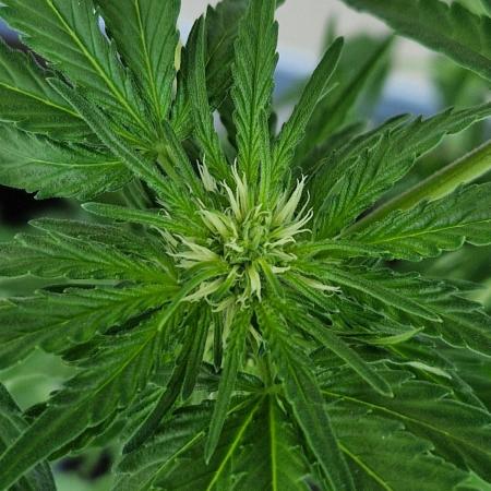 Chemical Candy Auto
