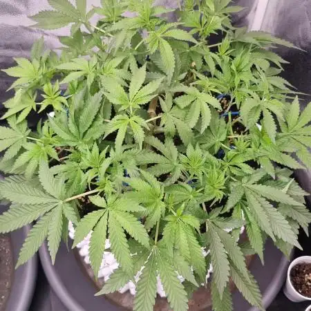 OG Kush Fem Photo