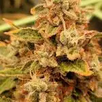OG Kush