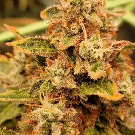 OG Kush