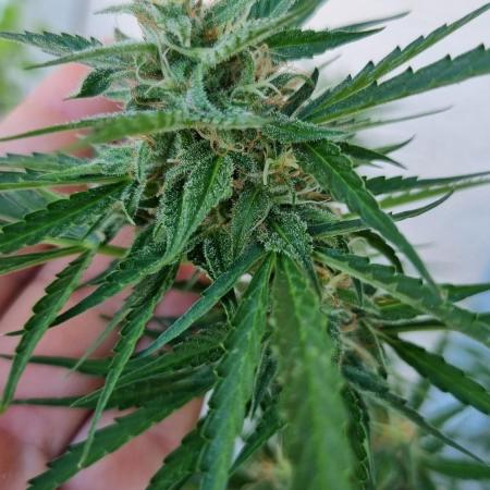 Gorilla Zkittlez Automatic