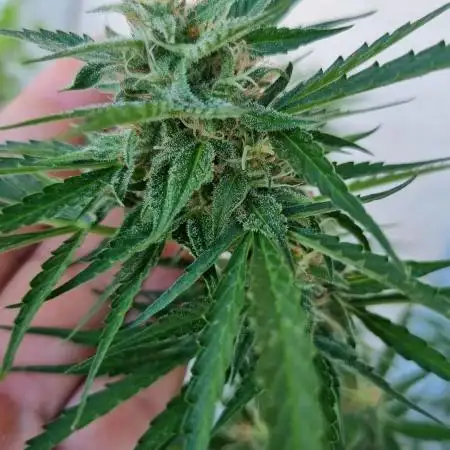 Gorilla Zkittlez Automatic