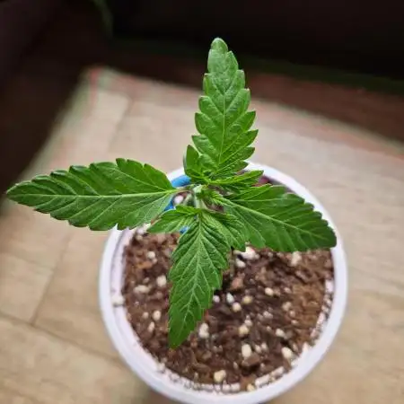 Gorilla Melon