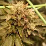 OG Kush Fem Photo