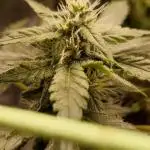 Forbidden Fruit Auto