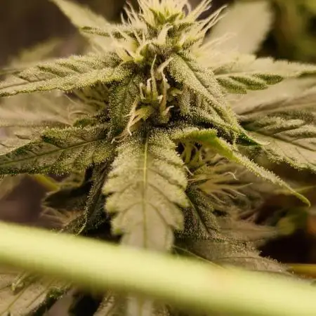 Forbidden Fruit Auto