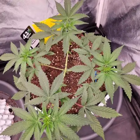 Permanent Melons Fem Photo