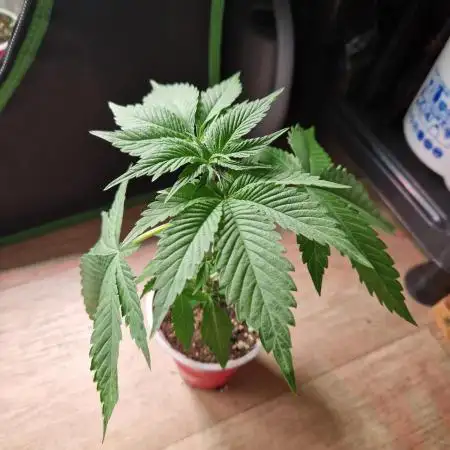 Lemon Mandarin