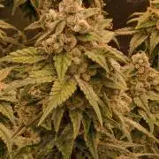 Pink Poochie Vaders Cut