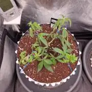 Bluzcotti Vaders Cut (2026)