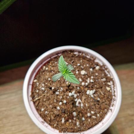 Gorilla Melon