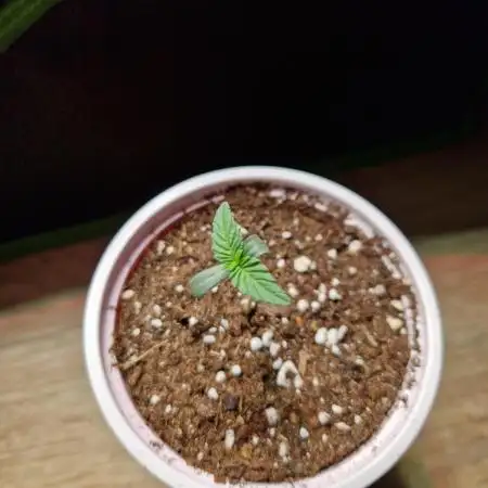 Gorilla Melon