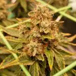OG Kush Fem Photo