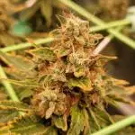 OG Kush Fem Photo