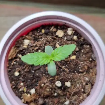 Permanent Melons Fem Photo