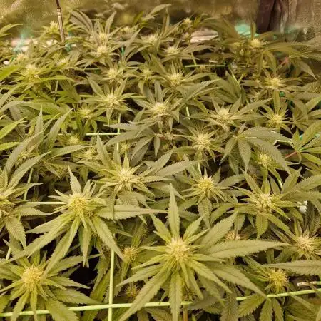 Gorilla Melon