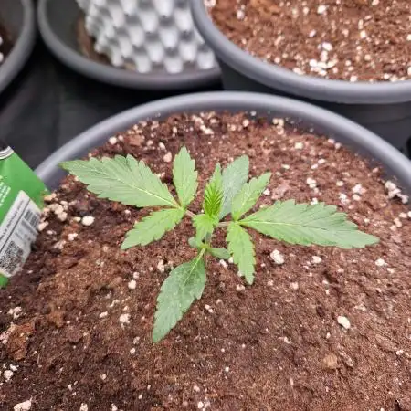 Gorilla Z Auto