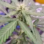 Forbidden Fruit Auto