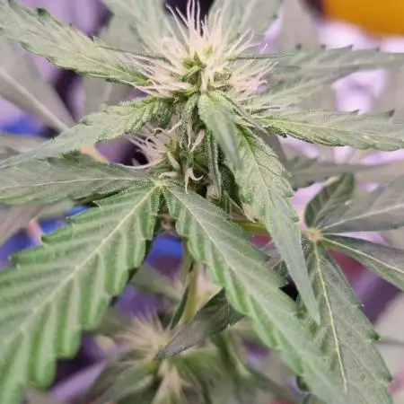 Forbidden Fruit Auto
