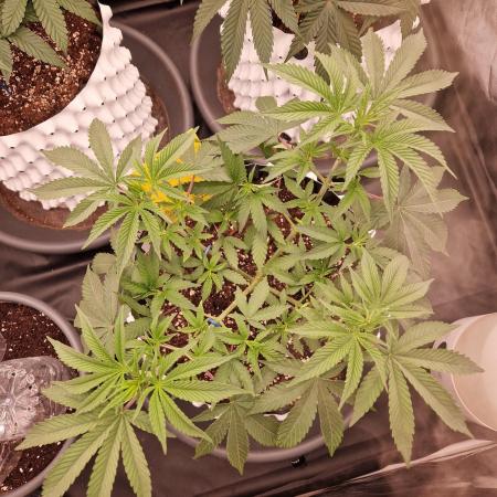 Pink Honey Fem Photo