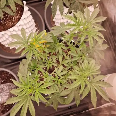 Pink Honey Fem Photo