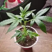 Pink Poochie Vaders Cut