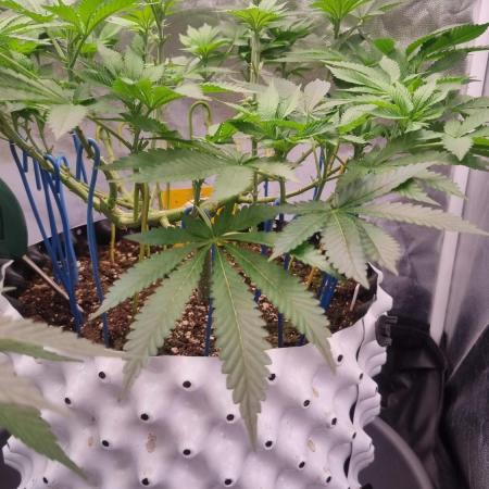 OG Kush Fem Photo