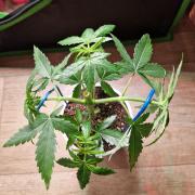 The White Sweet Candy OG One USAGenetics