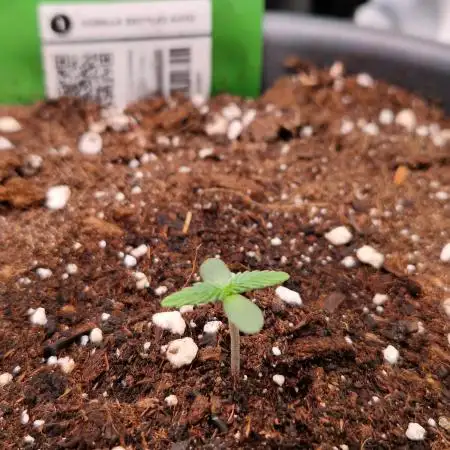 Gorilla Z Auto