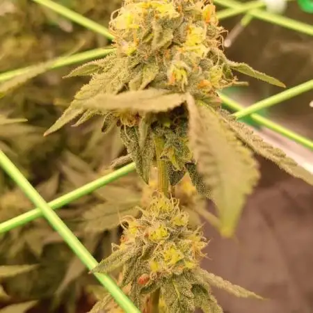 Bluzcotti Vaders Cut Fem Photo