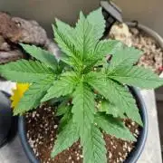 Super Lemon Haze Auto