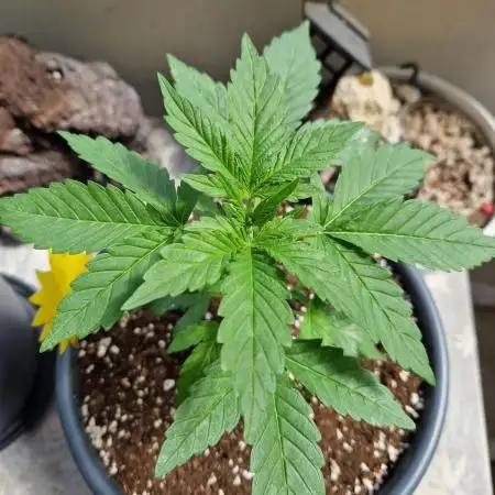 Super Lemon Haze Auto