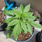 Pineapple Slush XL Auto