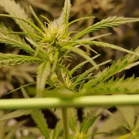 Strawberry Shortcake Auto