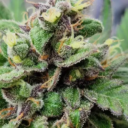 Forbidden Fruit Auto