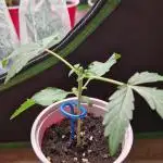 Pink Honey Fem Photo