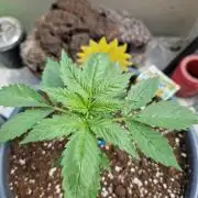 Pineapple Slush XL Auto