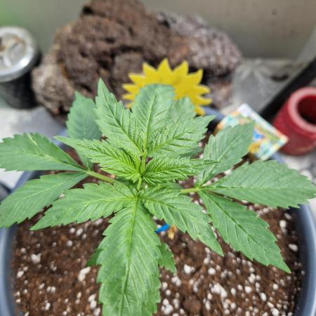 Pineapple Slush XL Auto