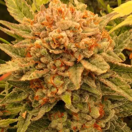 Gorilla Melon